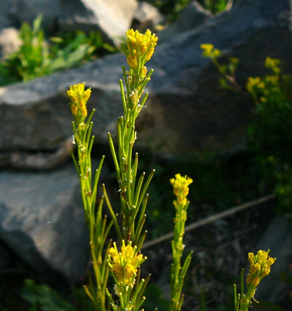 Steifes Barbarakraut (Barbarea stricta) Mai 2011 Biedensand Veilchen und Insekten 007