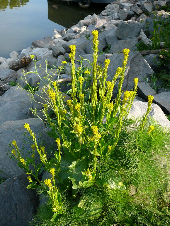 Steifes Barbarakraut (Barbarea stricta) Mai 2011 Biedensand Veilchen und Insekten 008