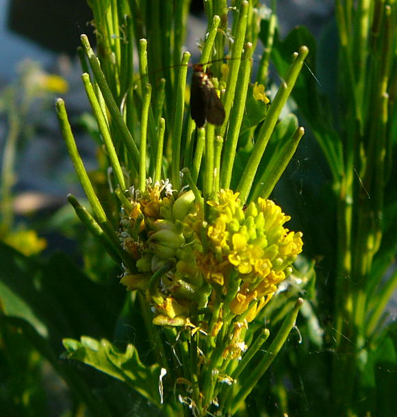Steifes Barbarakraut (Barbarea stricta) Mai 2011 Biedensand Veilchen und Insekten 009