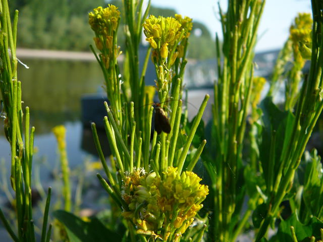 Steifes Barbarakraut (Barbarea stricta) Mai 2011 Biedensand Veilchen und Insekten 010