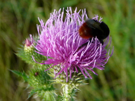 Steinhummel 