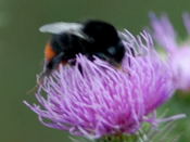 Steinhummel kl.