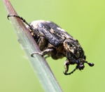 Stolperkfer (Valgus hemipterus)-kl.