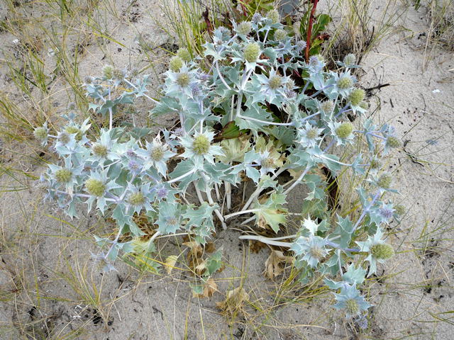 Stranddistel (Eryngium maritimum Urlaub 2010 6.8.Fehmarn Ort u. Wallau, Ostseekueste 016