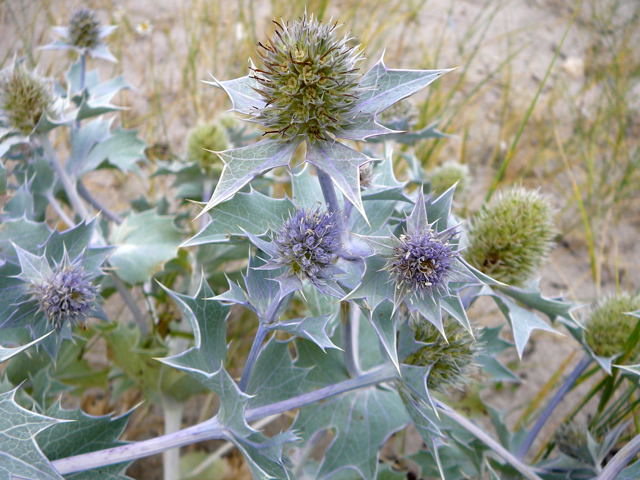 Stranddistel (Eryngium maritimum Urlaub 2010 6.8.Fehmarn Ort u. Wallau, Ostseekueste 017
