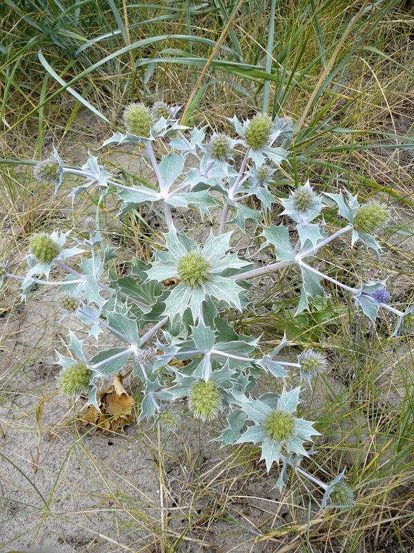 Stranddistel (Eryngium maritimum Urlaub 2010 6.8.Fehmarn Ort u. Wallau, Ostseekueste 018