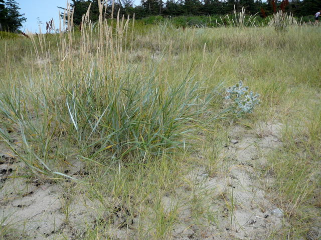 Stranddistel (Eryngium maritimum Urlaub 2010 6.8.Fehmarn Ort u. Wallau, Ostseekueste 020