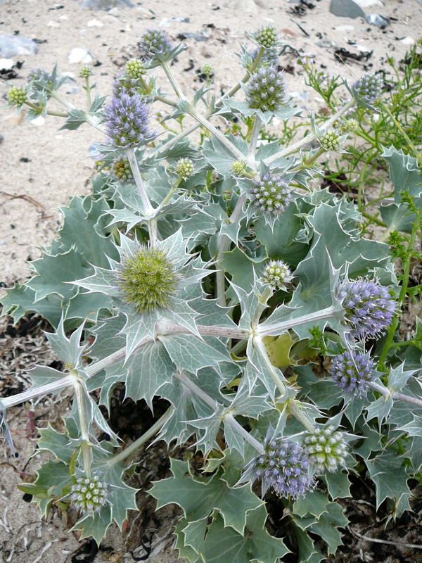 Stranddistel (Eryngium maritimum Urlaub 2010 6.8.Fehmarn Ort u. Wallau, Ostseekueste 021