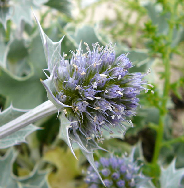 Stranddistel (Eryngium maritimum Urlaub 2010 6.8.Fehmarn Ort u. Wallau, Ostseekueste 022
