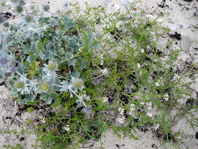 Stranddistel (Eryngium maritimum Urlaub 2010 6.8.Fehmarn Ort u. Wallau, Ostseekueste 023