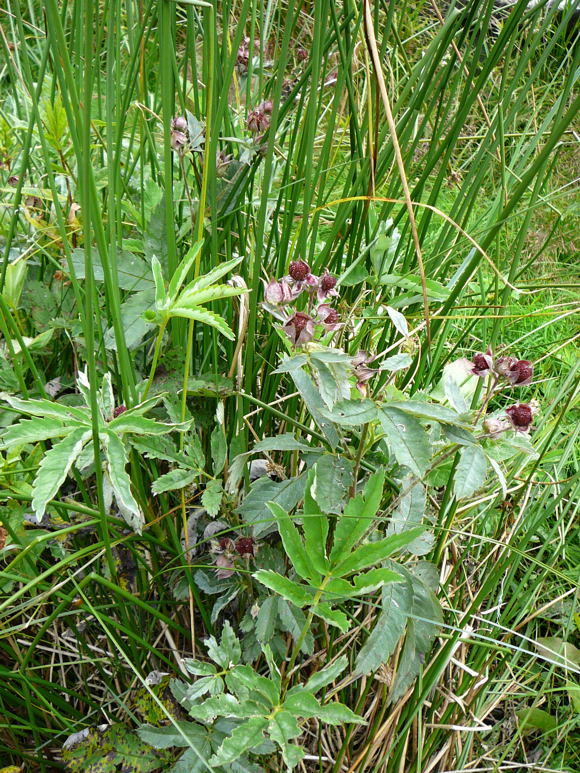 Sumpf-Blutauge Urlaub 2009 chwsr 111