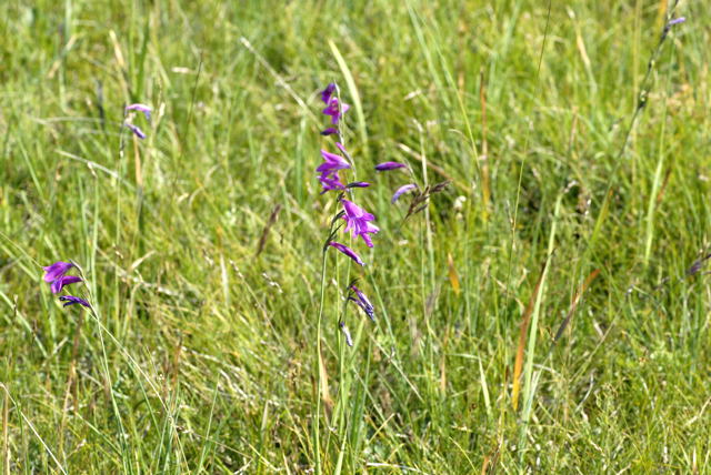 Sumpf-Gladiole Gladiolus palustris Urlaub 2011 7.7.Koenigsbrunner Heide bei Augsburg NIKON 032