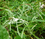 Sumpf-Ruhrkraut (Gnaphalium uliginosum kl.