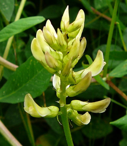 Sholz-Tragant (Astragalus glycyphyllos) Juni 2008 Annweiler Trifels Naturpark Pflzer Wald 097