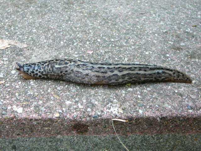 Tigerschnegel Limax maximus Okt 2010 Insekten Htt 001