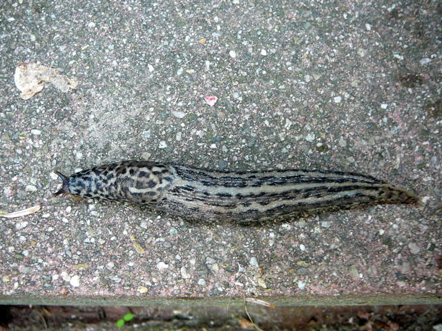 Tigerschnegel Limax maximus Okt 2010 Insekten Htt 004