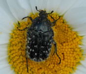 Trauer-Rosenkfer kl.