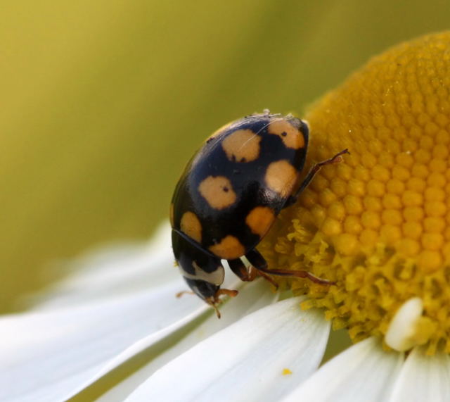 Trockenrasen-Marienkäfer (Coccinula quatuordecimpustulata)b-18a_N Trockenrasen-Marienkäfer (Coccinula quatuordecimpustulata)b-18a_N