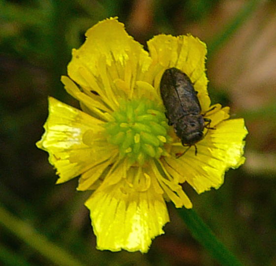 Vierpunktige Kiefernprachtkfer (Anthaxia quadripunctata) Mai 2011 Httenfeld Graben a. Sportpl. Insekten 027
