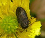 Vierpunktige Kiefernprachtkfer (Anthaxia quadripunctata) kl.