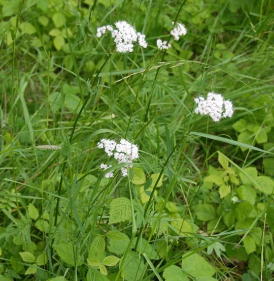 W Wiesen-Arznei-Baldrian (Valeriana pratensis) Mai 2008 Lampertheim-Biedensand