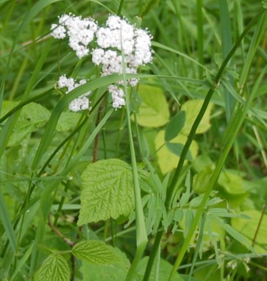 W Wiesen-Arznei-Baldrian (Valeriana pratensis) Mai 2008 Lampertheim-Biedensand gr