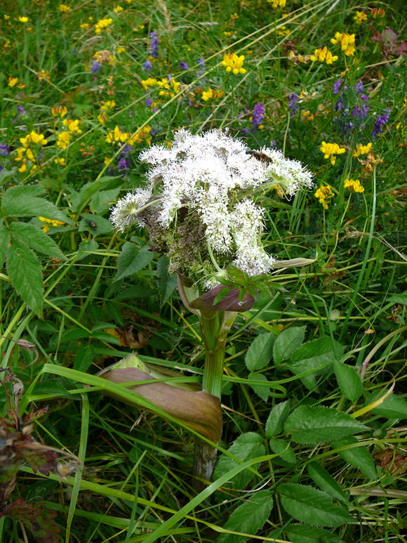 Wald-Engelwurz - Angelica sylvestris Urlaub 2009 chwsr 054