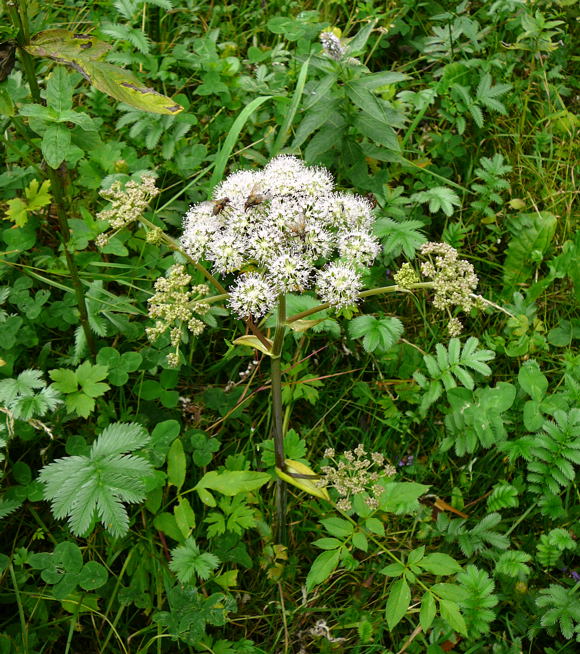Wald-Engelwurz Angelica cf. sylvestris  Urlaub 2009 uhlstaedt 025