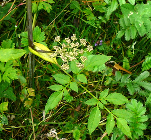 Wald-Engelwurz Angelica cf. sylvestris  Urlaub 2009 uhlstaedt 025b