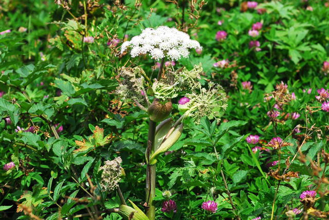 Wald-Engelwurz Urlaub 2009 Nikon Schwarzes Moor u.Hohe Rhn 050