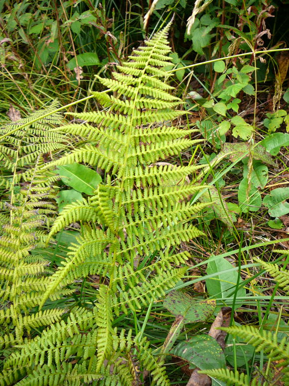 Wald-Frauenfarn (Athyrium filix-femina) Urlaub 2009 Schwarzes Moor 090