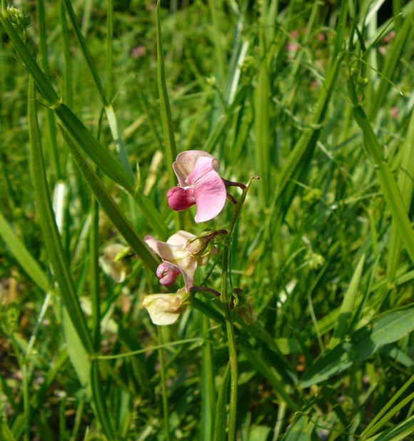 Wald-Platterbse Lathyrus sylvestris  Juni 2010 Viernheimer Heide NSG Glockenbuckel 077