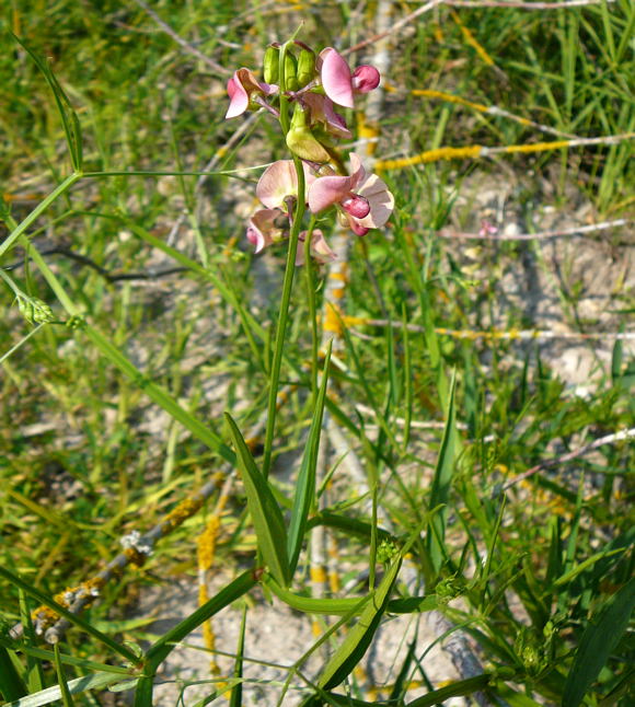 Wald-Platterbse Lathyrus sylvestris  Juni 2010 Viernheimer Heide NSG Glockenbuckel 083