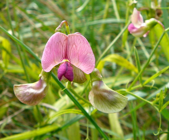 Wald-Platterbse (Lathyrus sylvestris) 18.8.08_Pruchten_Dar_Weststrand 017a