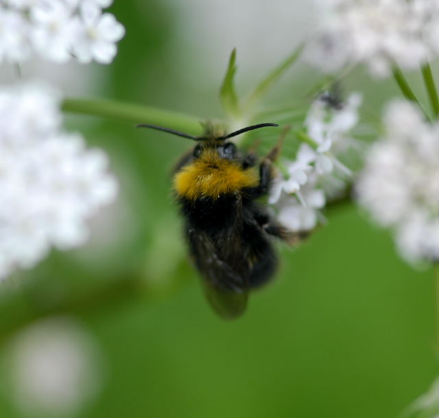 Wald-Schmarotzerhummel Psithyrus sylvestris Juni 09 Hoher Vogelsberg... 130