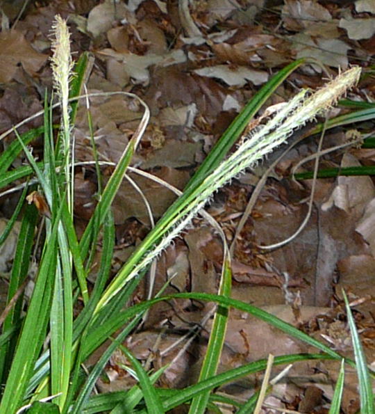 Wald-Segge (Carex sylvatica) April 09 Insekten & Wildblumen Viernheimer Wald 031a