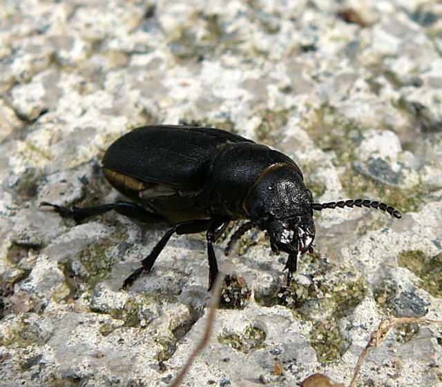 Waldbock (Spondylis buprestoides) August 2010 Huett Garten Kfer u. Raupen 028