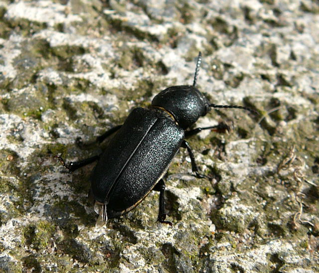 Waldbock (Spondylis buprestoides) August 2010 Huett Garten Kfer u. Raupen 034