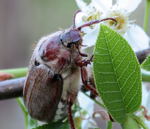 Waldmaikfer kl.