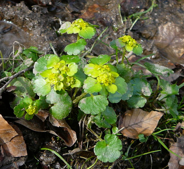 Wechselblttrige Milzkraut (Chrysosplenium alternifolium) April 2010 Odenwald, Erlenbach, Bonsweiher 076