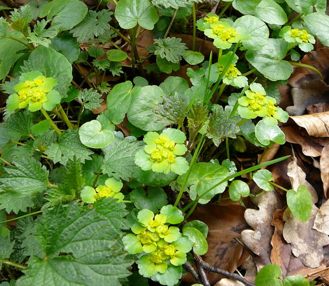 Wechselblttrige Milzkraut (Chrysosplenium alternifolium) April 2010 Odenwald, Erlenbach, Bonsweiher 077
