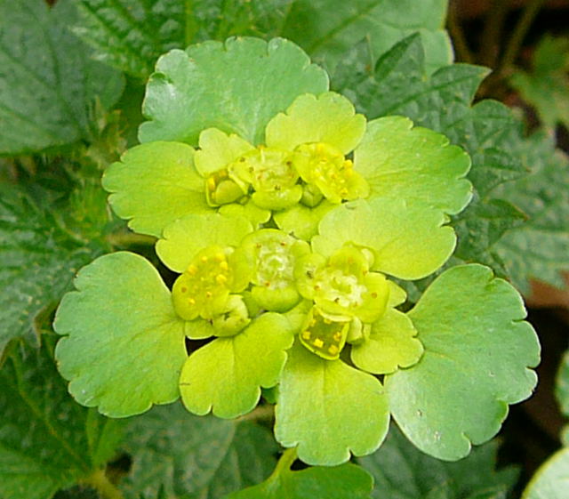 Wechselblttrige Milzkraut (Chrysosplenium alternifolium) April 2010 Odenwald, Erlenbach, Bonsweiher 078