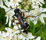 Wegwespe (Pompilidae) Cryptocheilus versicolor kl.