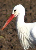 Weiß-Storch-Januar 09-3-zw. Neuschloss und Lampertheim1 Nkl1 Weiß-Storch-Januar 09-3-zw. Neuschloss und Lampertheim1 Nkl1