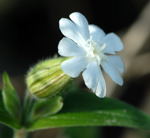 Weie Lichtnelke kl.1