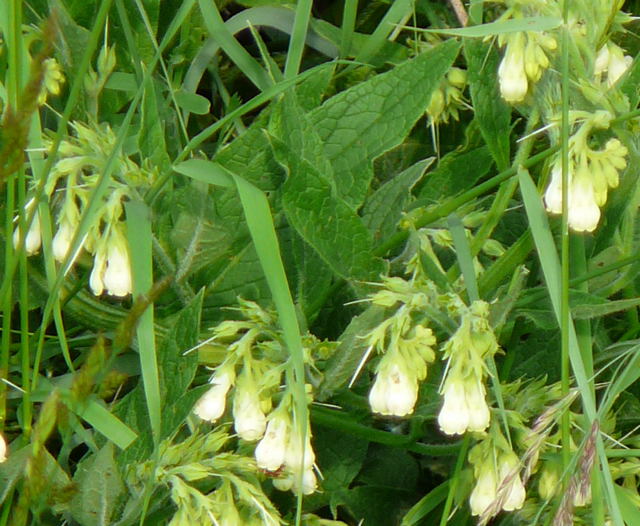 Weigelber Beinwell Symphytum officinale subsp. bohemicum Mai 2010 Hemsbach Graben u. Kaefer 062a
