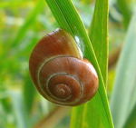 Weimndige Bnderschnecke kl.