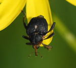 Weipunktiger Schwertlilienrssler kl.