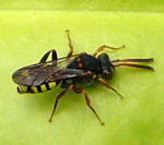 Wespenbiene (Nomada spec.) kl Wespenbiene (Nomada spec.) kl