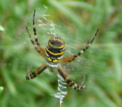 Wespenspinne kl.
